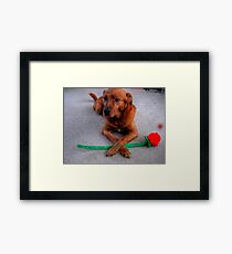 On Guard Framed Print