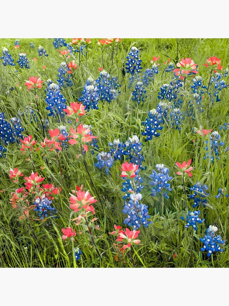 bluebonnets and indian paintbrush bluebonnets and indian paintbrush