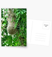 Weaver Bird nest Postcards