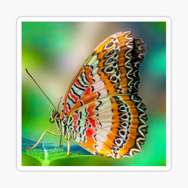Butterfly at Rest Sticker