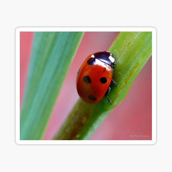 lady bird cycle sticker