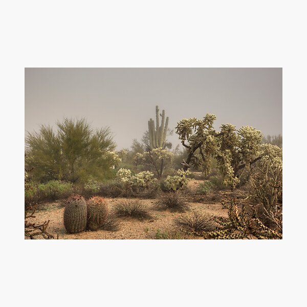 Desert Morning Mist Photographic Print