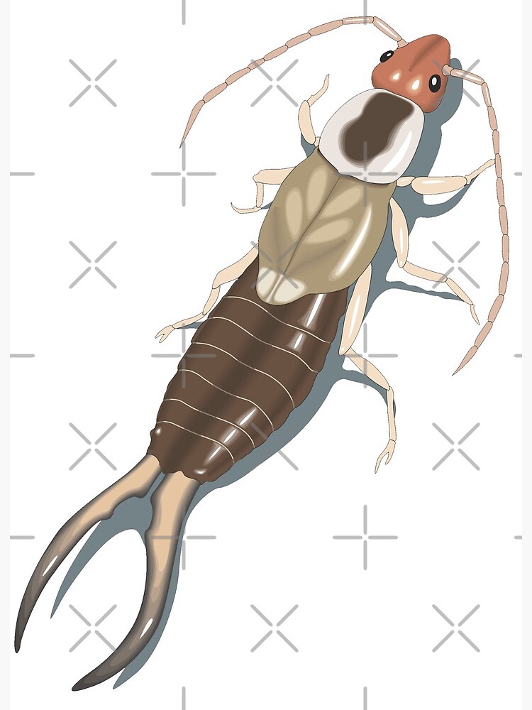 Earwig