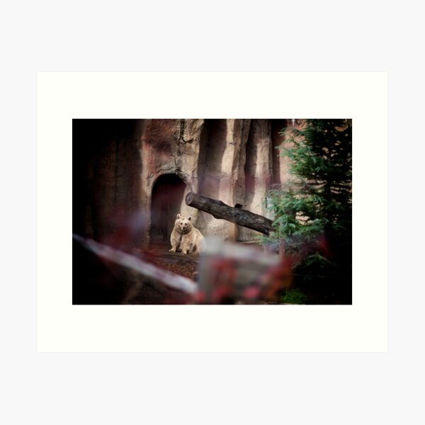 My Inner Brown Bear, Melbourne Zoo Art Print