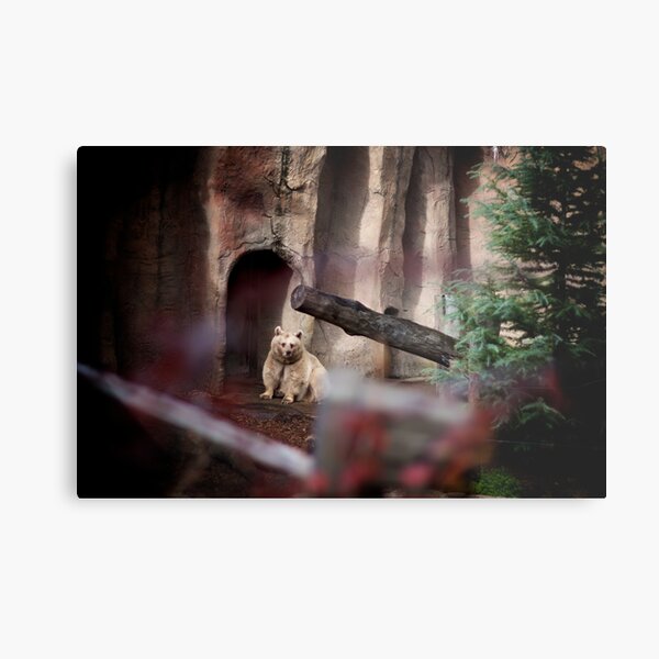 My Inner Brown Bear, Melbourne Zoo Metal Print