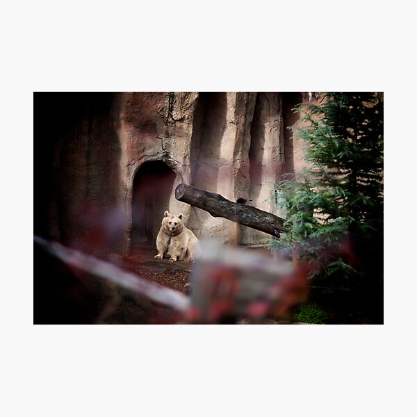 My Inner Brown Bear, Melbourne Zoo Photographic Print