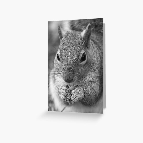 Squirrel 5 - Black and White Portrait Greeting Card