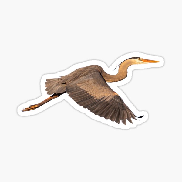 Item preview, Isolated Great Blue Heron 2019-1 designed and sold by Thomasyoung.
