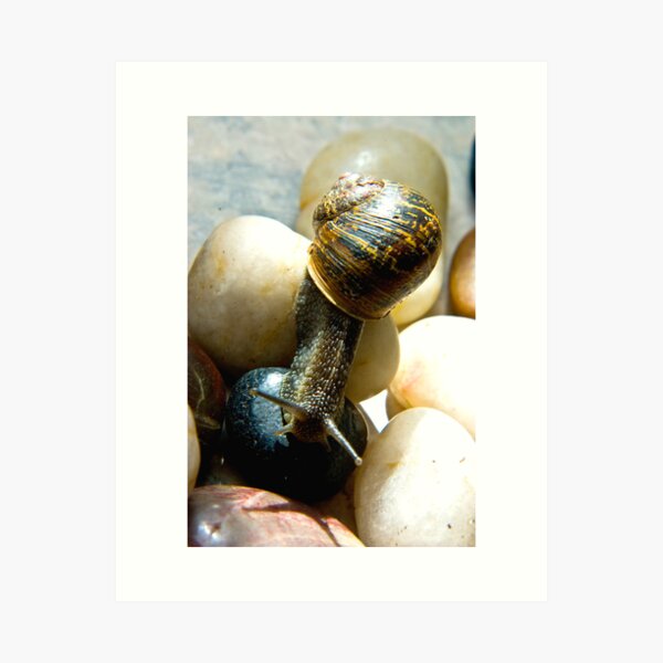 Item preview, Snail #7 designed and sold by Trevor Kersley.