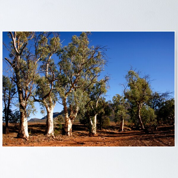 Item preview, Gum trees in Outback Australia designed and sold by jwwallace.