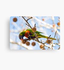 Rainbow lunch 2 Canvas Print