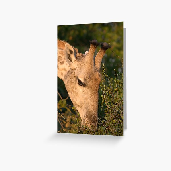 Giraffe Carte de vœux