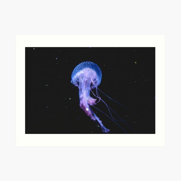 Pelagia noctiluca, Osborne Shoals Art Print