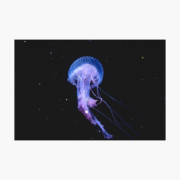 Item preview, Pelagia noctiluca, Osborne Shoals designed and sold by Erik Schlogl.