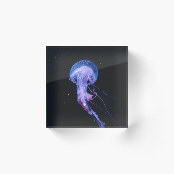Pelagia noctiluca, Osborne Shoals Acrylic Block