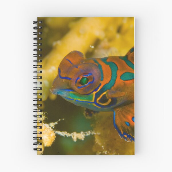 Item preview, Mandarin Fish, Kimbe Bay, Papua New Guinea designed and sold by Erik Schlogl.