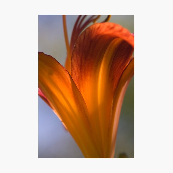 Item preview, Tiger lily designed and sold by Harv Churchill.