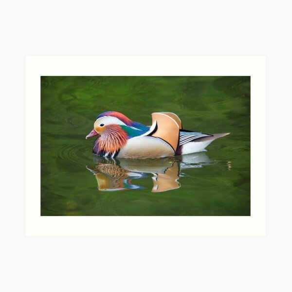 "Mandarin" Art Print for Sale by Femaleform Redbubble