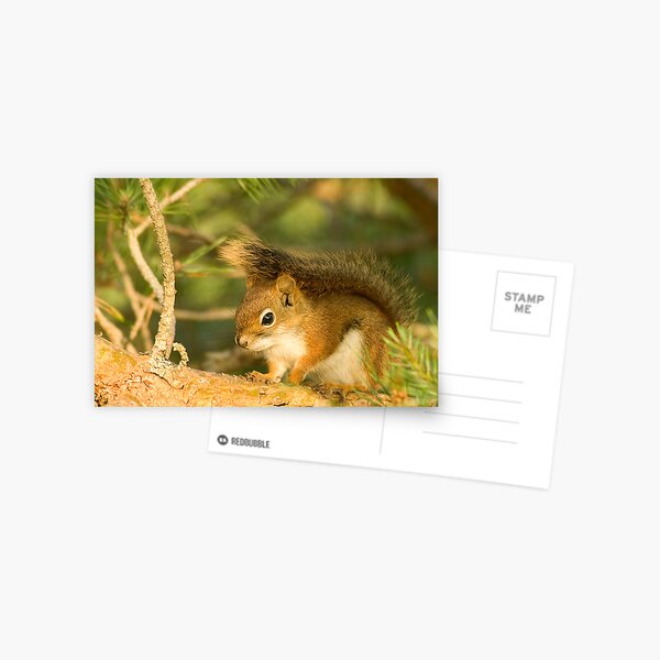 Squirrel Postcard