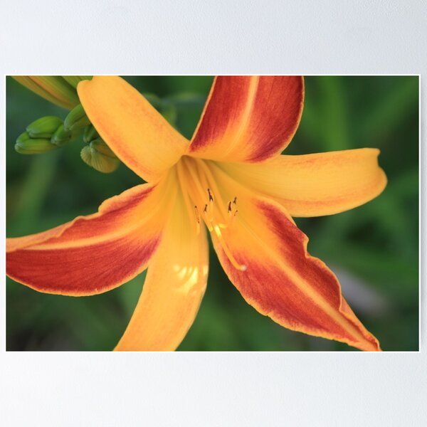 Item preview, 4th of July Day Lily designed and sold by Laddie Halupa.