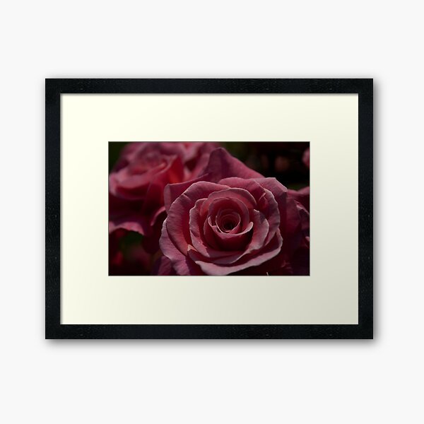 Pink Rose Framed Art Print