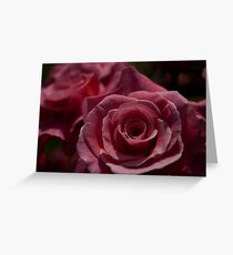 Pink Rose Greeting Card