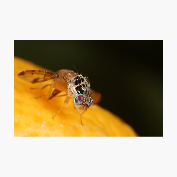 Item preview, Tiny fruit fly designed and sold by Etwin.