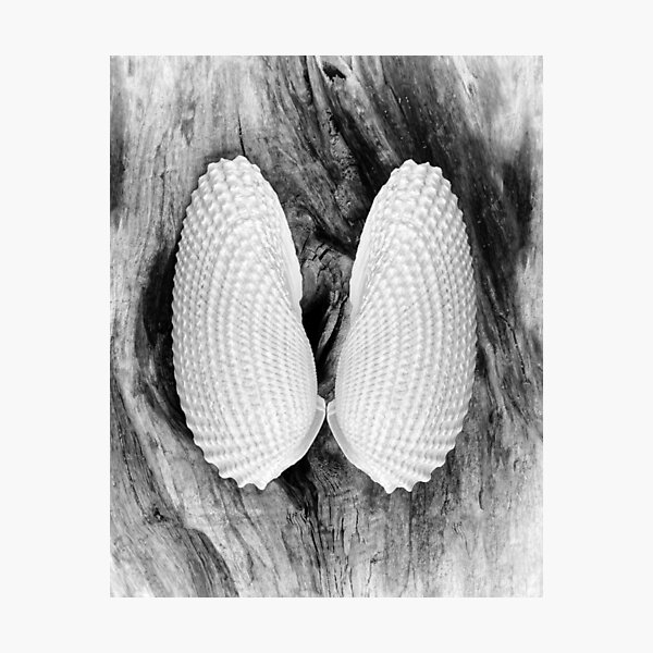Item preview, Angel Wing Seashells designed and sold by Kathilee.