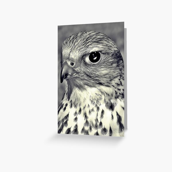 The Stare Of A Saker Falcon. Greeting Card