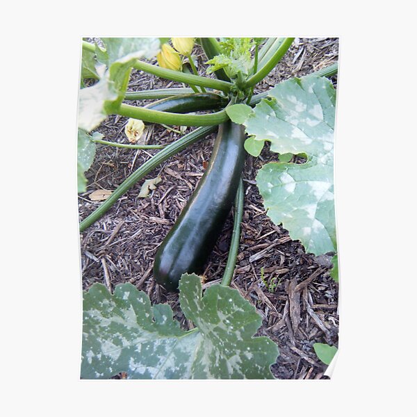 Zucchini Poster