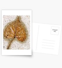 Rain Pressed Leaf--Chicago Postcards