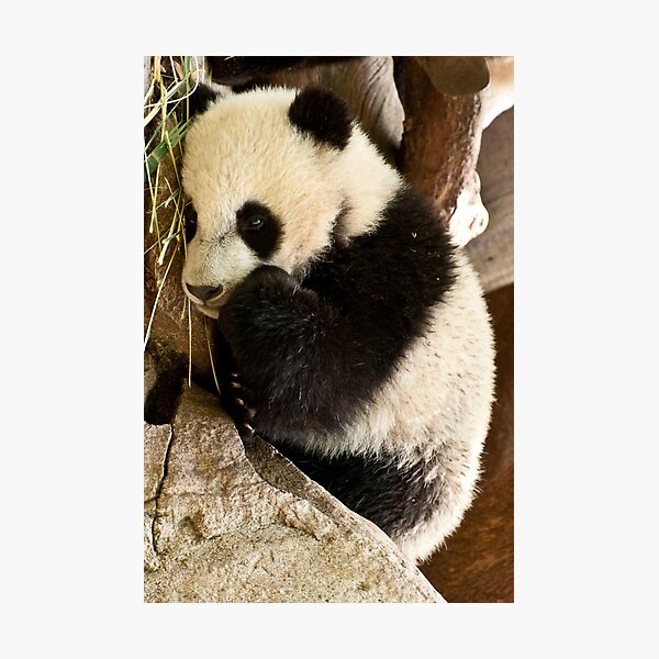 Artikelvorschau, Yun Zi entworfen und verkauft von Wanda Staples.
