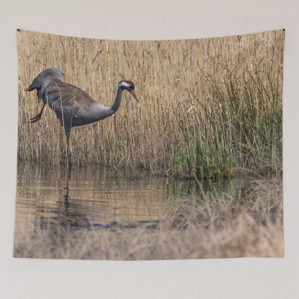 Item preview, Common Crane Dancing  designed and sold by Jon Shore.