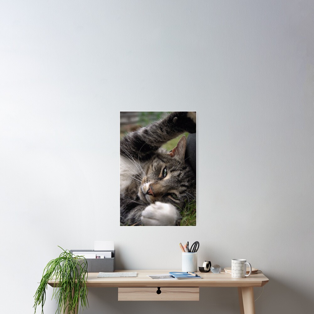 Playful Tiger Poster
