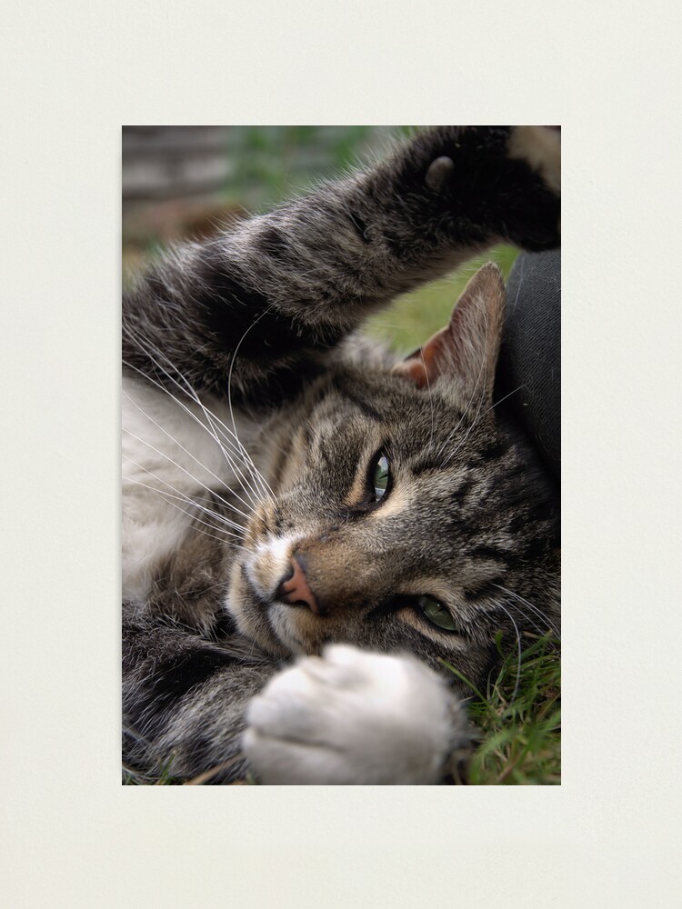 Alternate view of Playful Tiger Photographic Print