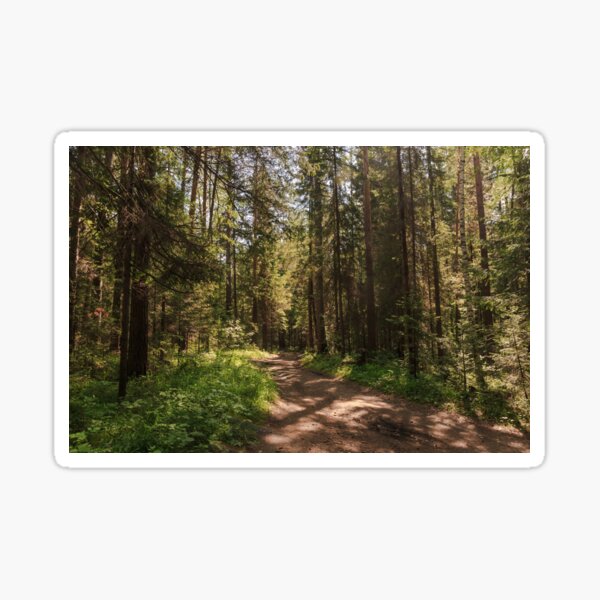 Path to the pine forest Sticker