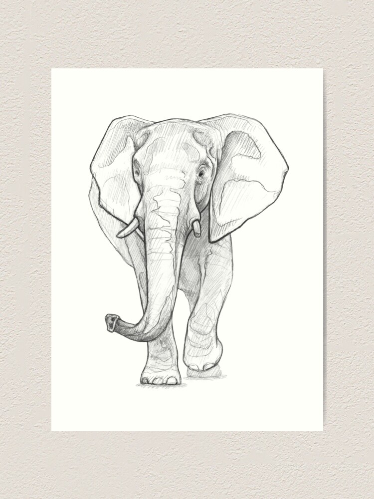Lámina artística «Elefante africano - Ilustración de arte - Bosquejo de  línea de lápiz monocromático - Dibujo de MadliArt» de MadliArt | Redbubble