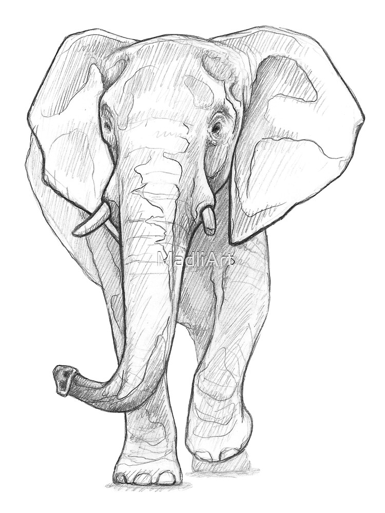 Drawing of Elephant by laurence Saunois, animal artist