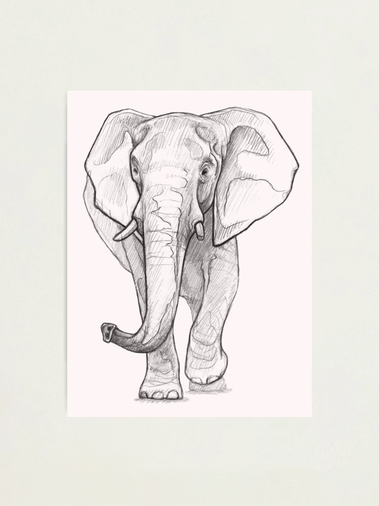 Baby Elephant Realistic Color Pencil Sketch Art Print by Sketches In - Fine  Art America