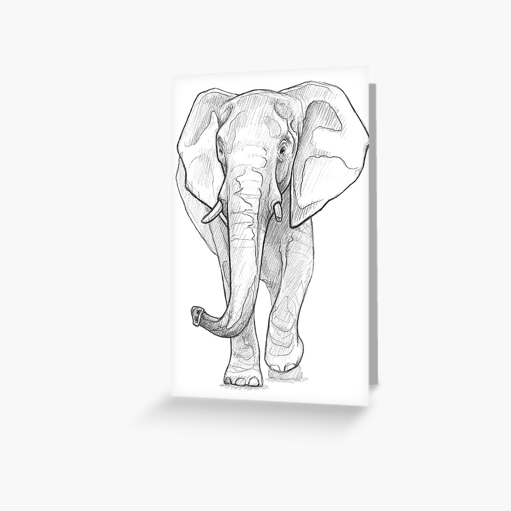 Angry African Elephant Charging Front View Comics Style Drawing 27194389  Vector Art at Vecteezy