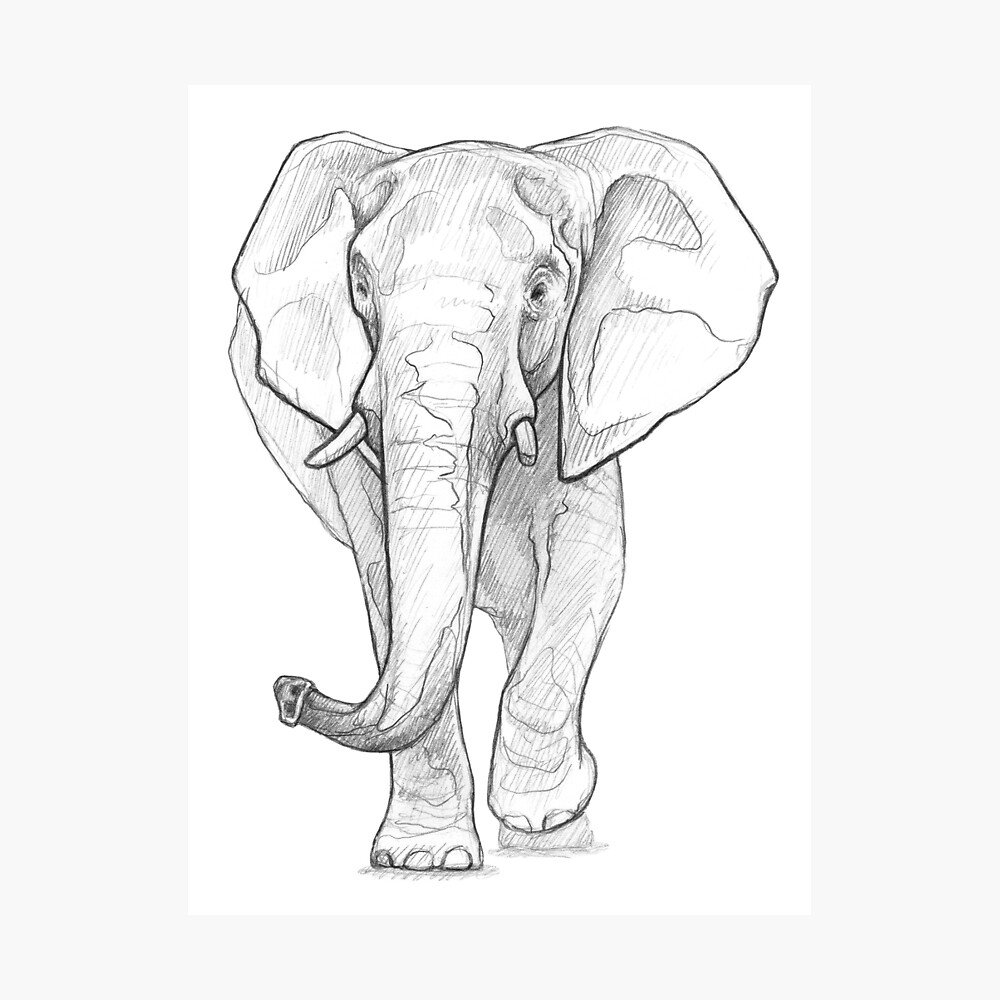 African Elephant - Signed Fine Art Print - inkart