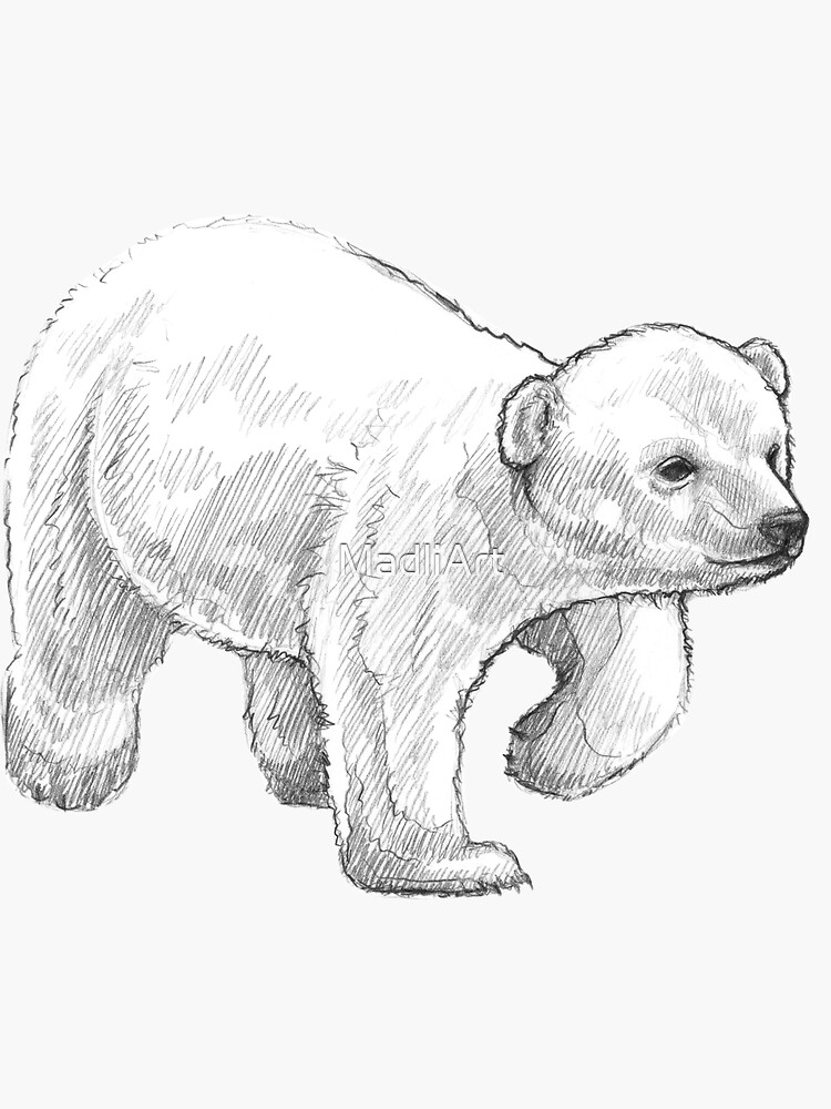 "Polar Bear Cub Art Illustration Monochromatic Pencil Line Sketch