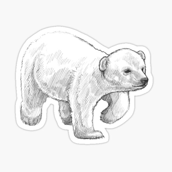 Polar Bear sketches by LCibos on DeviantArt