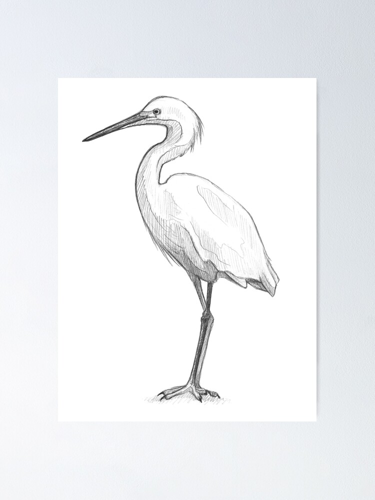 "Snowy Egret Art Illustration Monochromatic Pencil Line Sketch