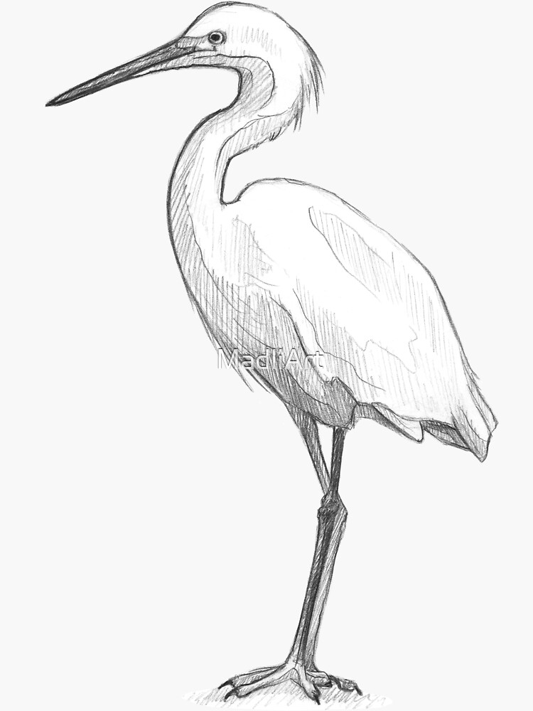 "Snowy Egret - Art Illustration - Monochromatic Pencil Line Sketch