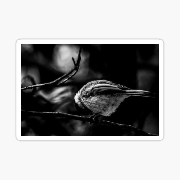 Chickadee in Black & White Sticker
