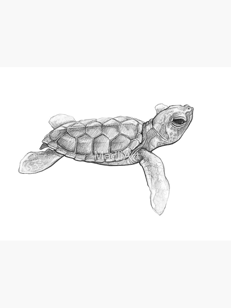 "Green Sea Turtle Art Illustration Monochromatic Pencil Line Sketch