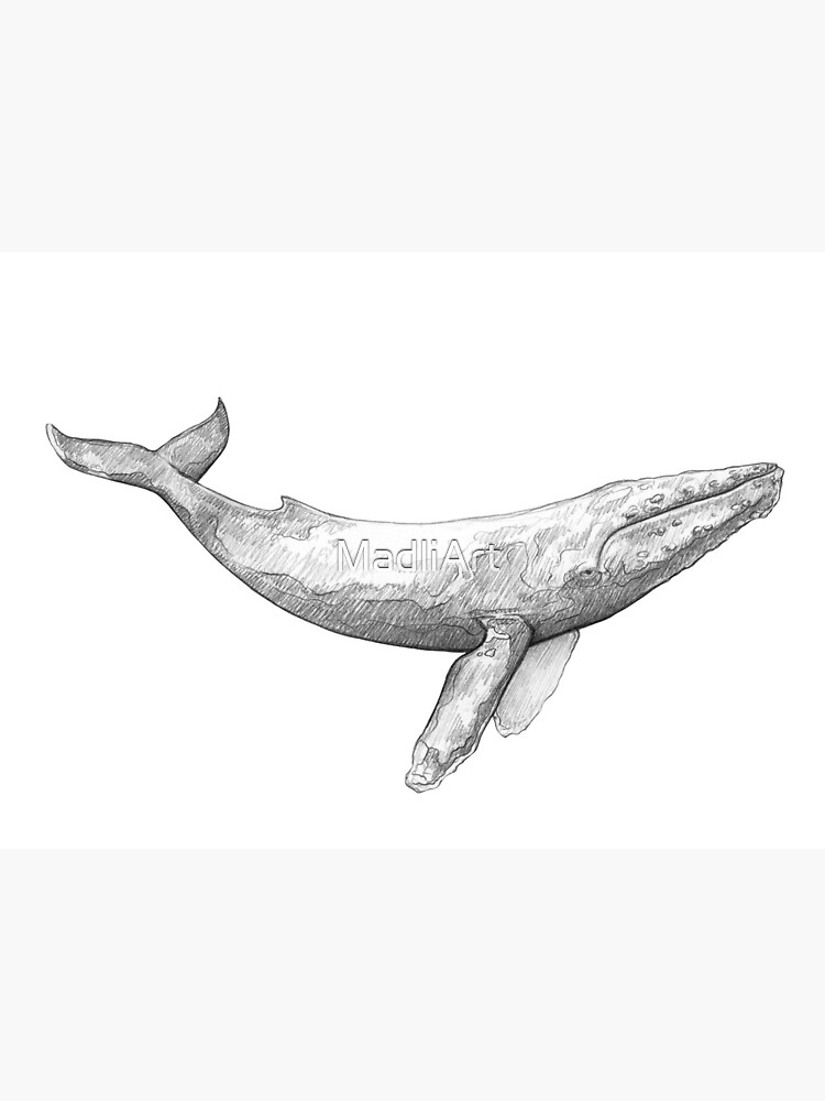drawing: blue whale | blog.designosaur.us