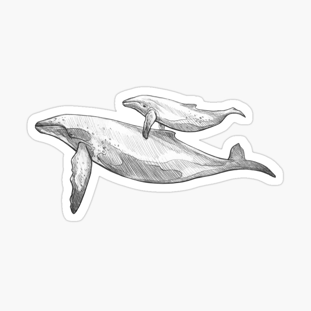 ZOOMMM Whale shark tutorial!! This my first time making one so let me... |  Whale Shark | TikTok