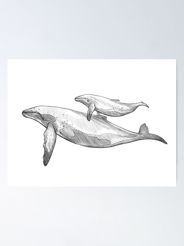 Whale Drawings Images – Browse 84,809 Stock Photos, Vectors, and Video |  Adobe Stock
